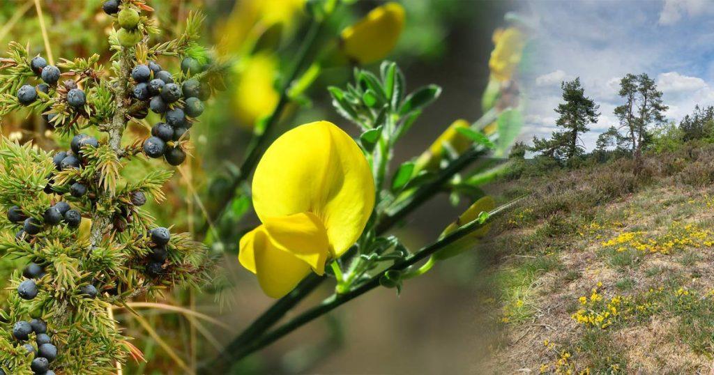 Pflanzenwelt der Eifel