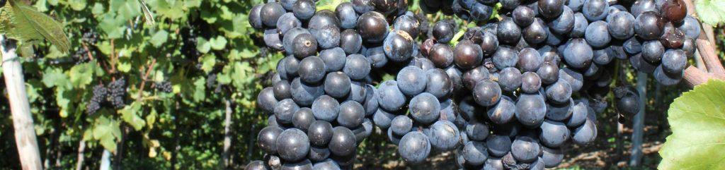 Frühburgundertrauben von der Ahr